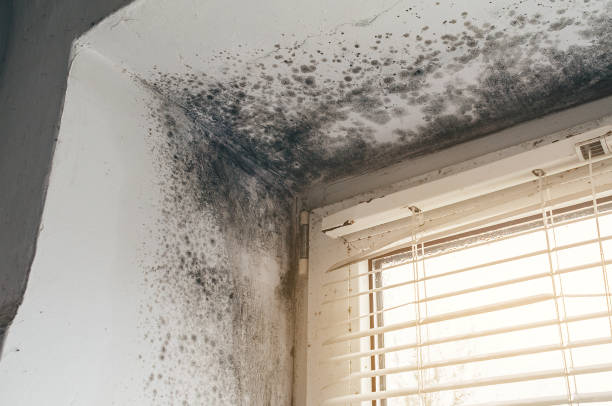 Affordable Mold Remediation solutions in Accident, MD